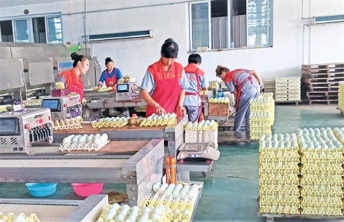 聚鏈成群　強產富民